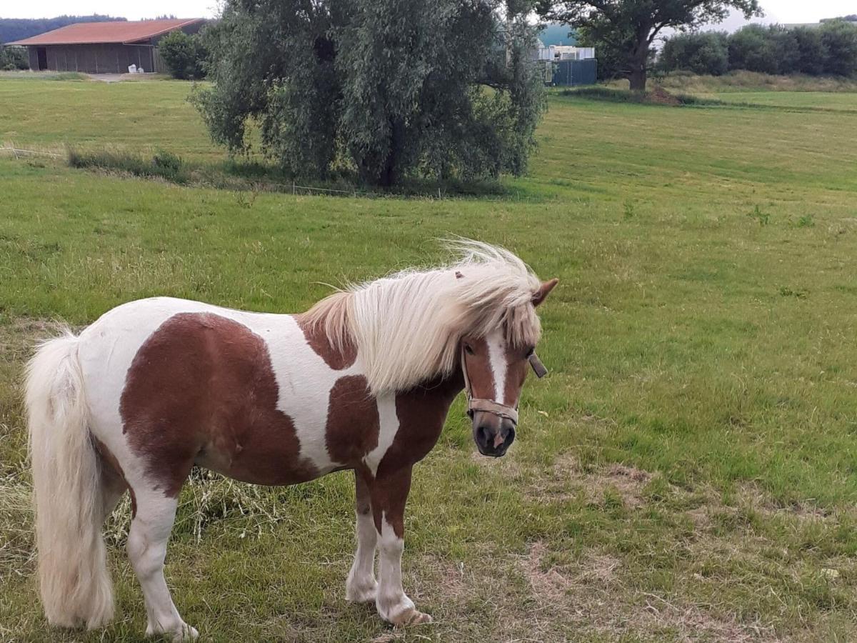 Cosy Flat On A Family Friendly Holiday Farm In Northern Hesse Trendelburg Екстер'єр фото